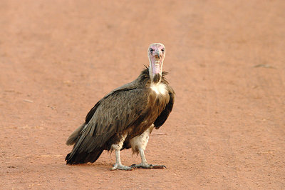 HOODED VULTURE . THE SEWAGE WORKS . KOLOLI . GAMBIA . 10 . 11 . 2014