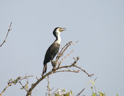 Great Cormorant - Phalacrocorax carbo lucidius
