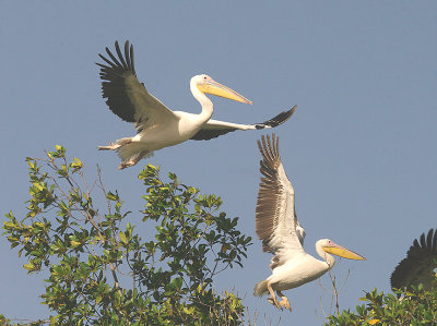 GREAT WHITE PELICAN , THE CREEK OPPOSITE TENDABA CAMP , GAMBIA , 12 , 11 , 2014