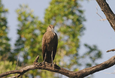 HAMERCOP , THE CREEK OPPOSITE TENDABA CAMP , GAMBIA , 12 , 11 , 2014