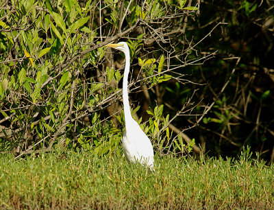 GREAT WHITE EGRET . THE CREEK OPPOSITE TENDABA CAMP . GAMBIA . 12 . 11 . 2014