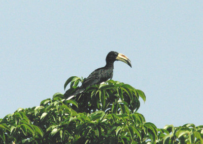 AFRICAN PIED HORNBILL . THE ROAD NORTH TO TENDABA . GAMBIA . 11 . 11 . 2014