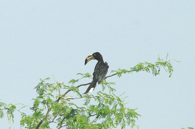 AFRICAN PIED HORNBILL . THE ROAD NORTH TO TENDABA . GAMBIA . 11 . 11 . 2014