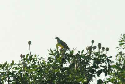 BRUCE`S GREEN PIGEON . THE BAMAKUNO FOREST . GAMBIA . 11 . 11 . 2014