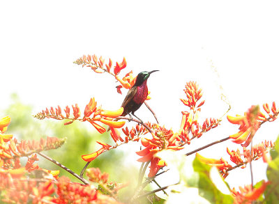 Scarlet-Chested Sunbird - Chalcomitra senegalensis