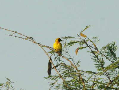 VITELLINE MASKED WEAVER . SODOKOI . GAMBIA . 11 . 11 . 2014