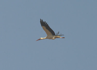 WHITE STORK , Nr THE KAUR WETLANDS , GAMBIA , 11 , 11 , 2014