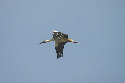 WHITE STORK . Nr THE KAUR WETLANDS . GAMBIA . 11 . 11 . 2014