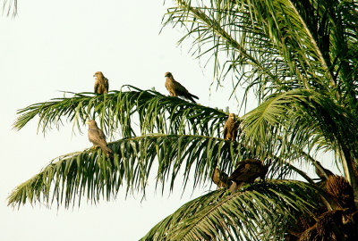 YELLOW-BILLED KITE . THE CYCLE TRACK . KOLOLI . GAMBIA . 10 . 11 . 2014