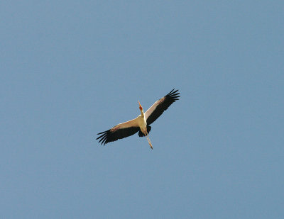 YELLOW-BILLED STORK , Nr KAMBATI . GAMBIA , 11 , 11 , 2014