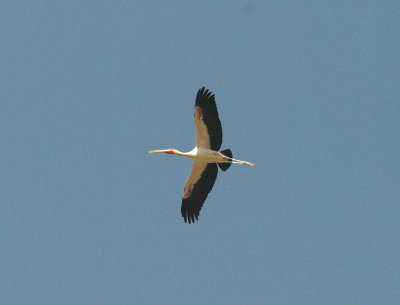 Yellow-Billed Stork - Mycteria ibis
