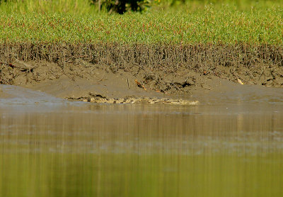NILE CROCODILE ( Crocodylus niloticus ) , THE CREEK OPPOSITE TENDABA CAMP , GAMBIA , 12 , 11 , 2014