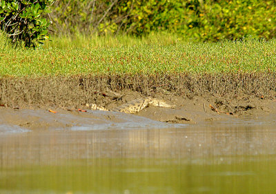 NILE CROCODILE ( Crocodylus niloticus ) . THE CREEK OPPOSITE TENDABA CAMP . GAMBIA . 12 . 11 . 2014