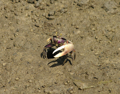 FIDDLER CRAB ( Uca tangeri ) . KOTU CREEK . KOLOLI . GAMBIA . 13 . 11 . 2014
