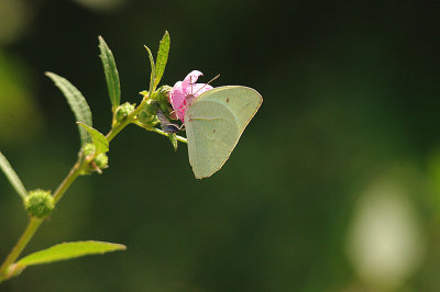 AFRICAN MIGRANT ( Catopsilia florella ) . THE CYCLE TRACK . KOLOLI . GAMBIA . 14 . 11 . 2014