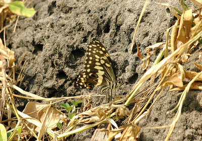 CITRUS SWALLOWTAIL ( Papilio demodocus ) . THE GOLF COURSE . KOLOLI . GAMBIA . 14 . 11 . 2014