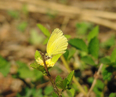 COMMON GRASS YELLOW ( Eurema hecabe ) . THE GOLF COURSE . KOLOLI . GAMBIA . 14 . 11 . 2014