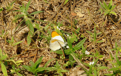 TINY ORANGE TIP ( Colotis evagore ) . THE GOLF COURSE . KOLOLI . GAMBIA . 14 . 11 . 2014