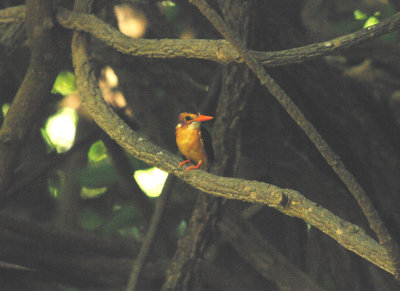 AFRICAN PYGMY KINGFISHER . PIRANG . BONTO FOREST . GAMBIA . 15 . 11 . 2014