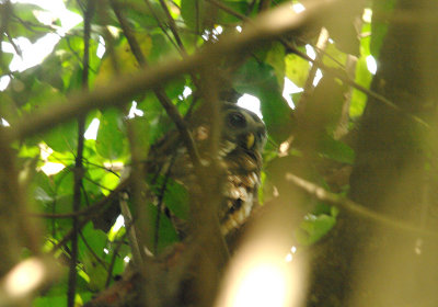 African Wood Owl - Strix woodfordii