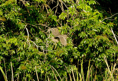 BLACK-CROWNED NIGHT HERON ( Juvenile ) . Nr MARAKISSA . GAMBIA . 15 . 11 . 2014