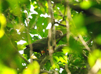 BROWN-NECKED PARROT . PIRANG . BONTO FOREST . GAMBIA . 15 . 11 . 2014