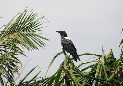 PIED CROE . THE CYCLE TRACK . KOLOLI . GAMBIA . 16 . 11 . 2014