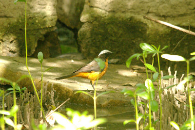 SNOWY-CROWNED ROBIN CHAT , KOTU BRIDGE , KOLOLI , GAMBIA , 16 , 11 , 2014