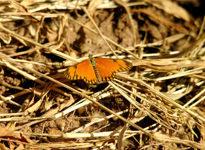 SMALL ORANGE ACRAEA ( Acraea eponina ) . THE GOLF COURSE . KOLOLI . GAMBIA . 14 / 11 / 2014