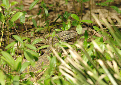NILE MONITOR LIZARD . KOTU BRIDGE . KOLOLI . GAMBIA . 16 . 11 . 2014