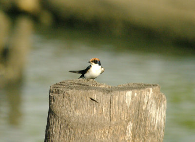 Wire-Tailed Swallow - Hirundo smithii