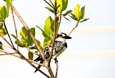 PIED KINGFISHER . KOTU BRIDGE . KOLOLI . GAMBIA . 17 . 11 . 2014