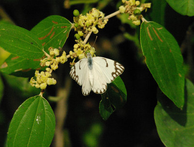 CAPER WHITE ( Belenois aurota ) . THE CYCLE TRACK . KOLOLI . GAMBIA . 17 . 11 . 2014