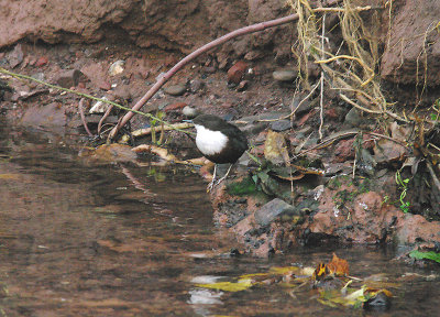 WHITE-THROATED DIPPER , THE LUDWELL VALLEY COUNTRY PARK , EXETER , DEVON , 30 , 11 , 2014