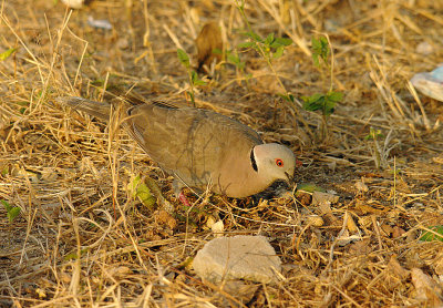 AFRICAN MOURNING DOVE . THE CYCLE TRACK . KOLOLI . GAMBIA . 8 . 11 . 2014..JPG