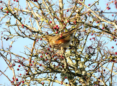 REDWING ( Turdus iliacus ) . BOWLING GREEN MARSH . TOPSHAM . DEVON . 6 . 12 . 2014