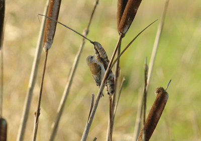 PENDULINE TIT ( Juvenile ) . DARTS FARM . TOPSHAM . DEVON . 15 . 12 . 2014