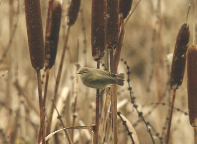 COMMON CHIFFCHAFF . DARTS FARM . TOPSHAM . DEVON . 15 . 12 . 2014 