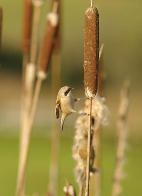 EURASIAN PENDULINE TIT ( Adult ) ( Remiz pendulinus ) . DARTS FARM . TOPSHAM . DEVON . 15 . 12 . 2014