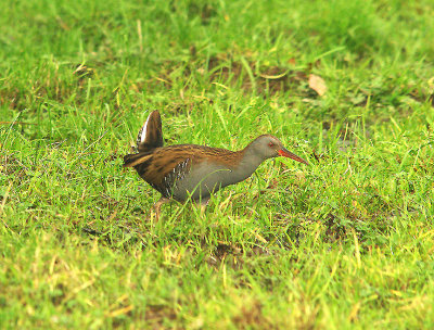 WATER RAIL . BOWLING GREEN MARSH . TOPSHAM . DEVON . ENGLAND . 21 . 12 . 2014