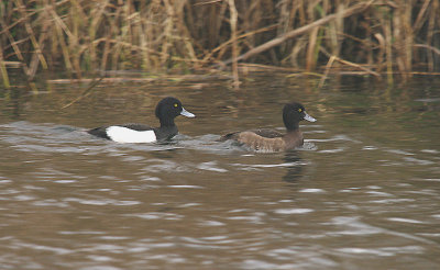 TUFTED DUCK , THE EXETER CANAL , EXMINSTER MARSH , DEVON , ENGLAND . 1 , 1 , 2014