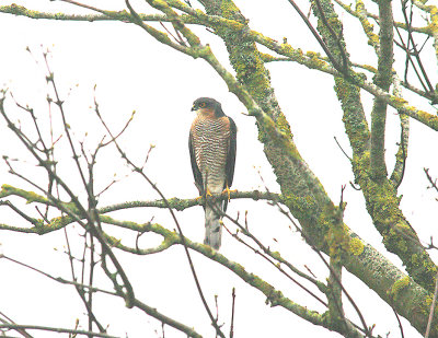 SPARROWHAWK ( Accipiter nisus ) . DAWLISH WARREN . DEVON . 5 . 1 . 2015