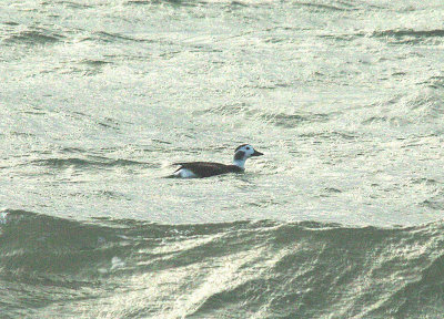 LONG-TAILED DUCK , LYME BAY , EXMOUTH , DEVON , ENGLAND . 13 , 1 , 2015