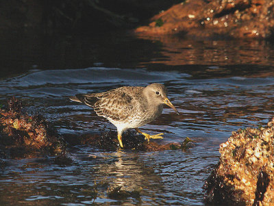 PURPLE SANDPIPER ( Calidris maritima ) . CHIT ROCKS , SIDMOUTH , DEVON , 19 , 1 , 2015
