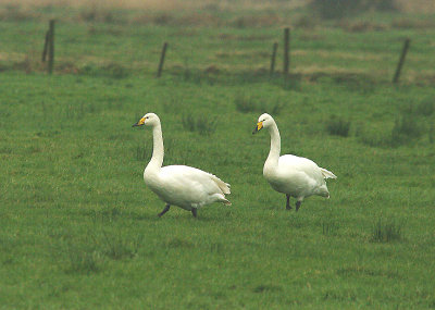 WHOOPER SWAN , THE EXMINSTER MARSHES , DEVON , ENGLAND . 20 , 1 , 2015