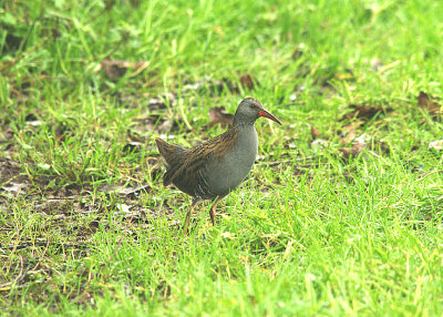 WATER RAIL , THE EXMINSTER MARSHES , DEVON , ENGLAND . 20 , 1 , 2015