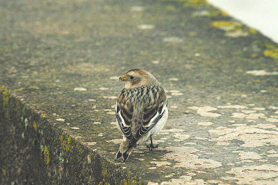 SNOW BUNTING . THE EXE ESTUARY SEA WALL . DEVON . 21 . 1 . 2015