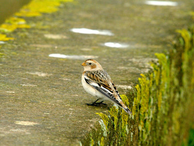 SNOW BUNTING . THE EXE ESTUARY SEA WALL . DEVON . 21 . 1 . 2015