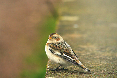 SNOW BUNTING ( Plectrophenax nivalis ) , THE EXE ESTUARY SEA WALL , DEVON , 21 , 1 , 2015