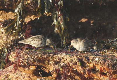 PURPLE SANDPIPER . CHIT ROCKS . SIDMOUTH . DEVON . 19 . 1 . 2015. .JPG